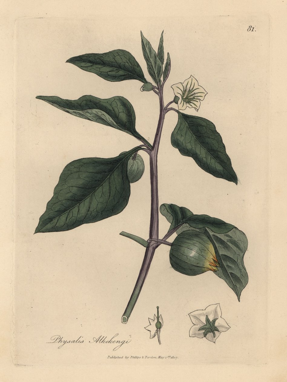 Bílá květovaná zimní třešeň, Physalis alkekengi od James Sowerby