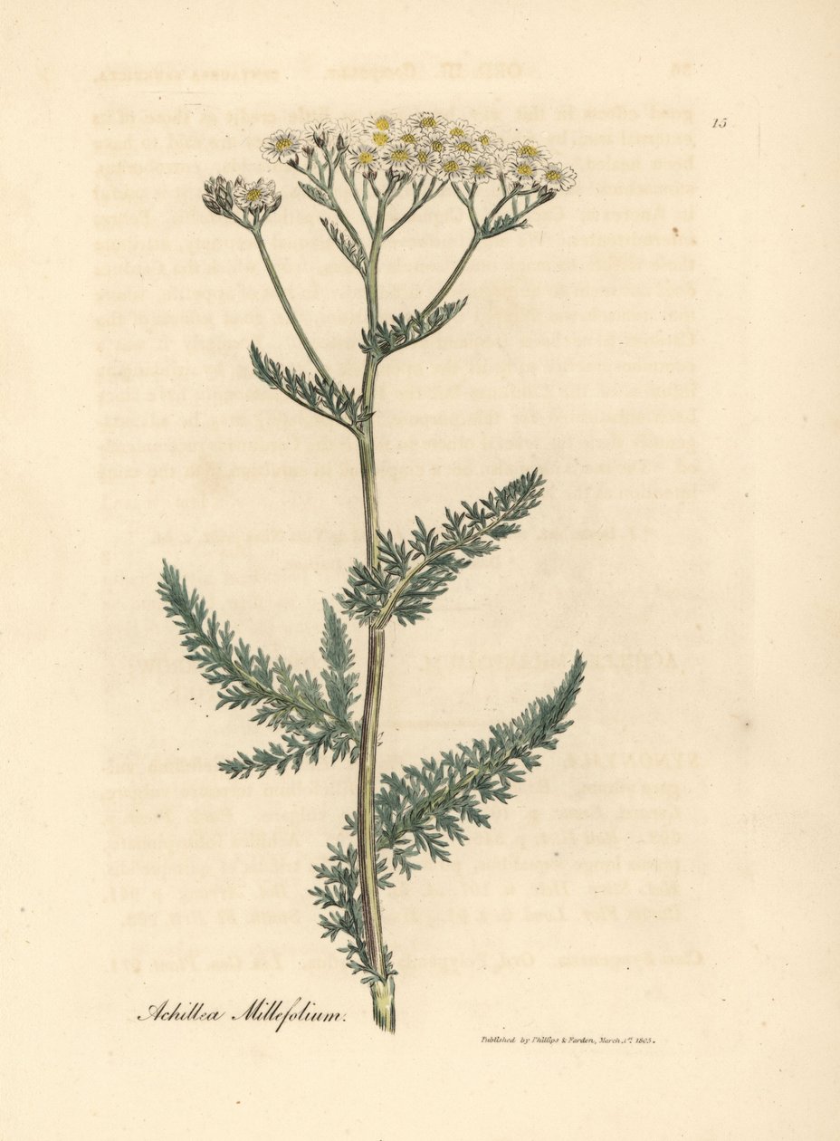 Bělokvětý řebříček nebo řebříček, Achillea millefolium od James Sowerby