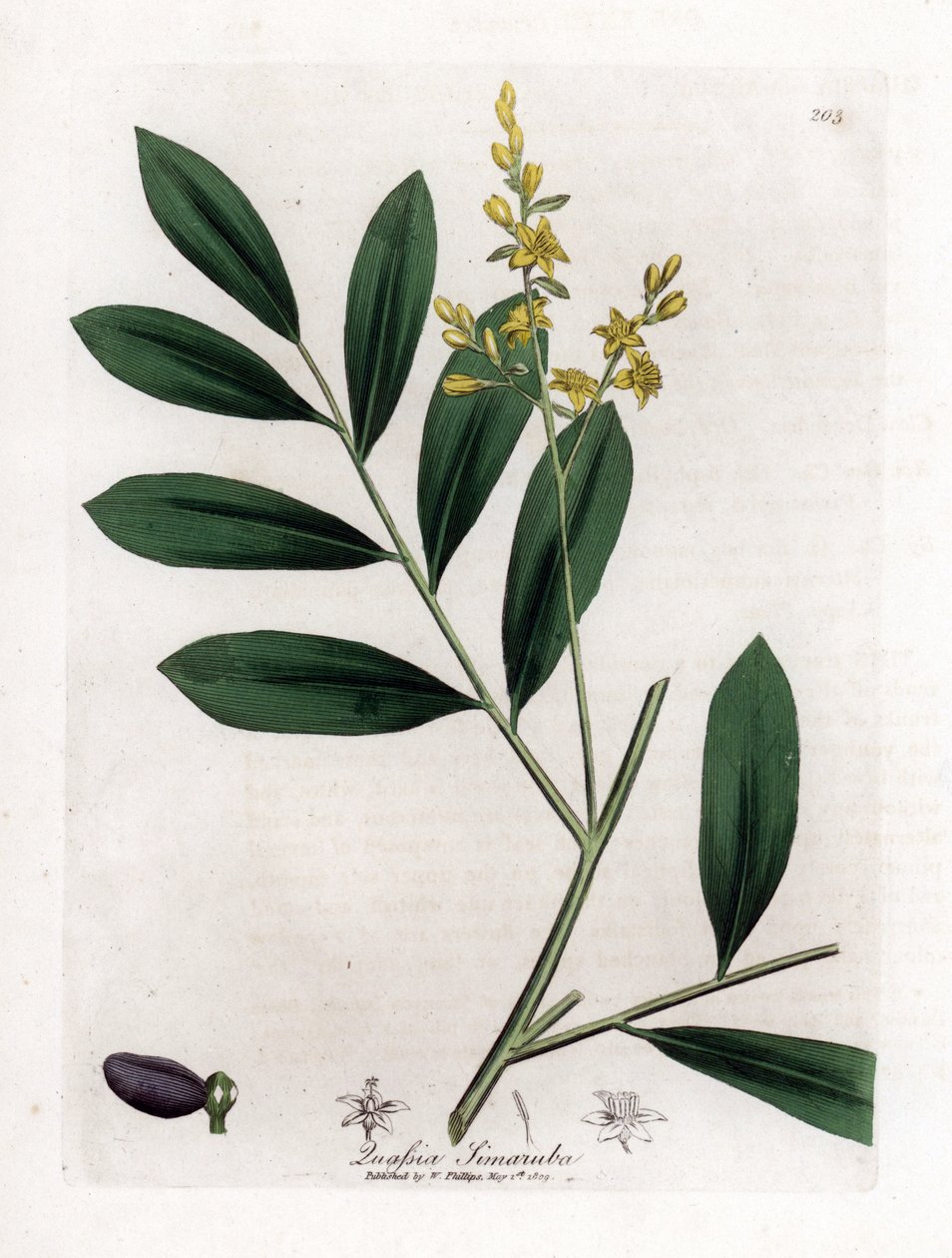 Bílý mahagon nebo marupa - Simaruba, Simarouba amara. Ručně kolorovaná mědirytina z botanické ilustrace Jamese Sowerbyho z Williama Woodvilla a Sira Williama Jacksona Hookera "" Medical Botany "," John Bohn, Londýn od James Sowerby