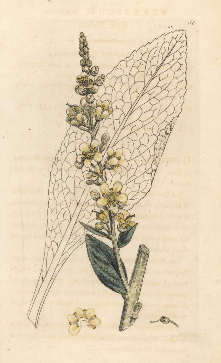Divizna bílá, Verbasum lychnitis (molene) Ručně kolorovaná mědirytina podle ilustrace Jamese Sowerbyho z James Smith