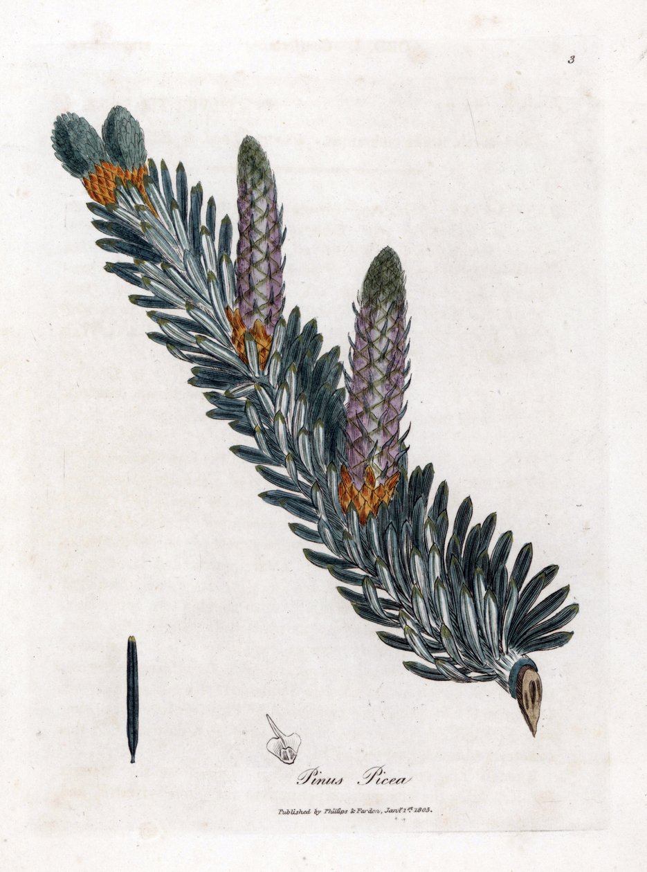 Jedle bělokorá - Jedle bělokorá, Abies alba. Ručně kolorovaná mědirytina z botanické ilustrace Jamese Sowerbyho z Williama Woodvilla a Sira Williama Jacksona Hookera "" Medical Botany "," John Bohn, Londýn od James Sowerby