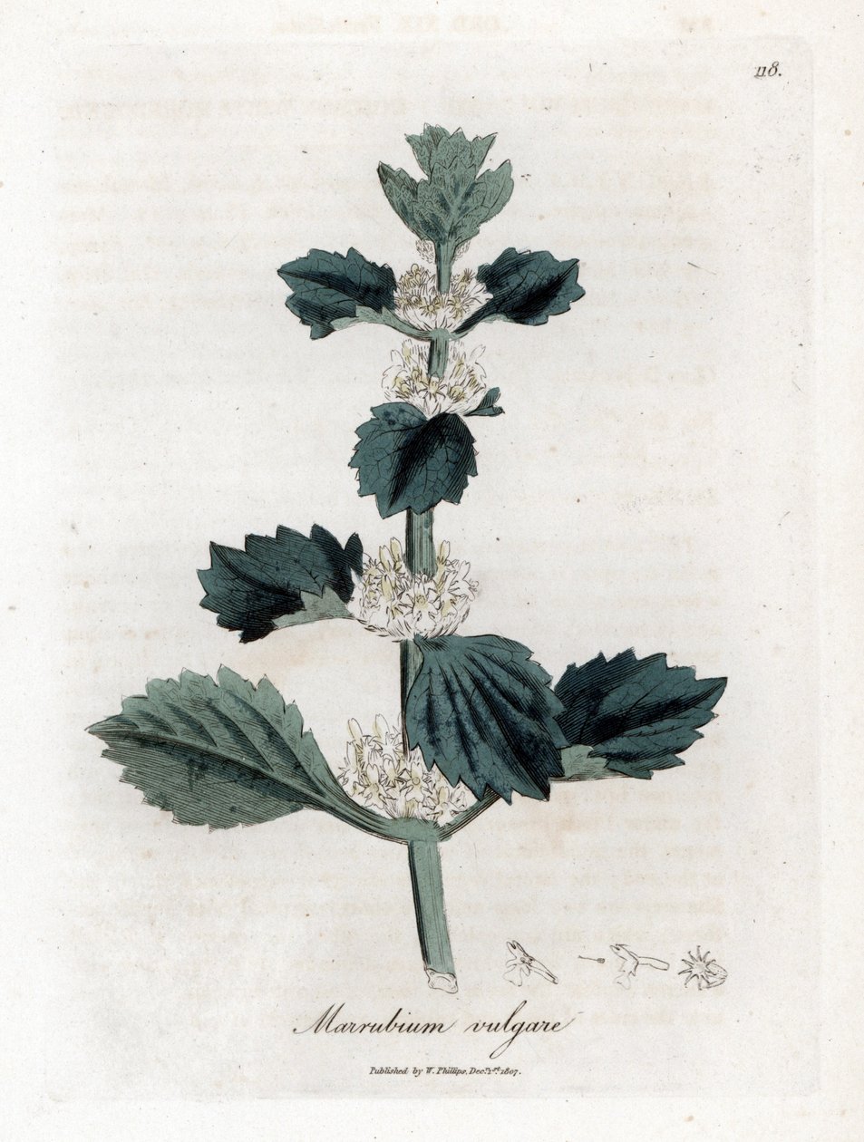 Marruba bílá nebo obyčejná - Jablečník obecný, Marubium vulgare. Ručně kolorovaná mědirytina z botanické ilustrace Jamese Sowerbyho z Williama Woodvilla a Sira Williama Jacksona Hookera "" Medical Botany "," John Bohn, Londýn od James Sowerby