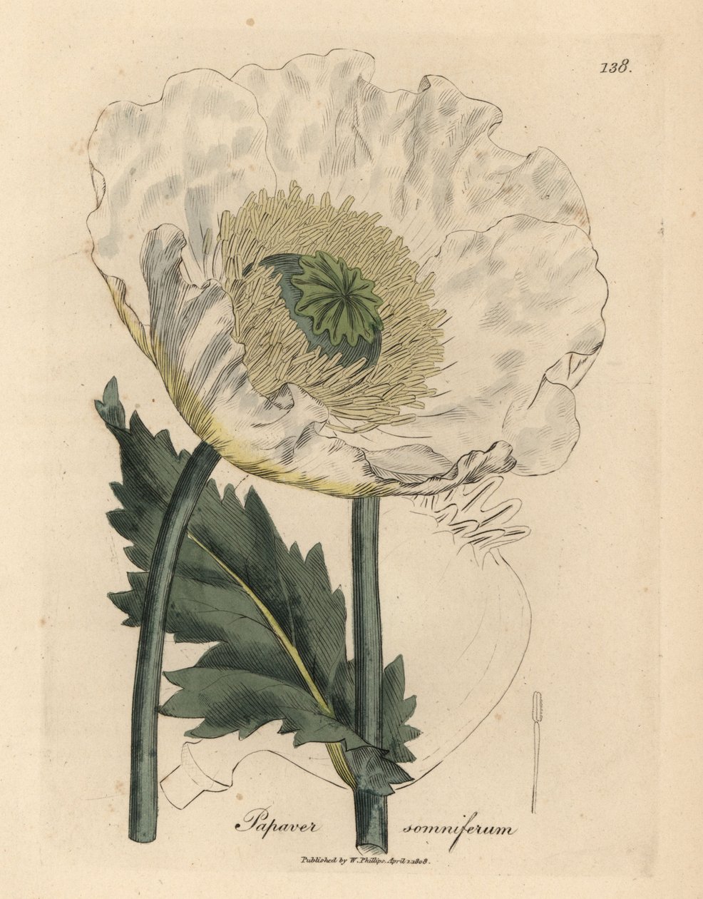 Bílý mák, Papaver somniferum od James Sowerby