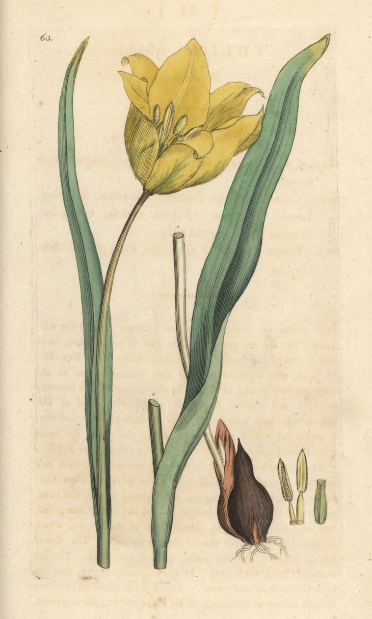 Divoký tulipán, Tulipa sylvestris (divoký tulipán) Ručně kolorovaná mědirytina podle ilustrace Jamese Sowerbyho z James Smith
