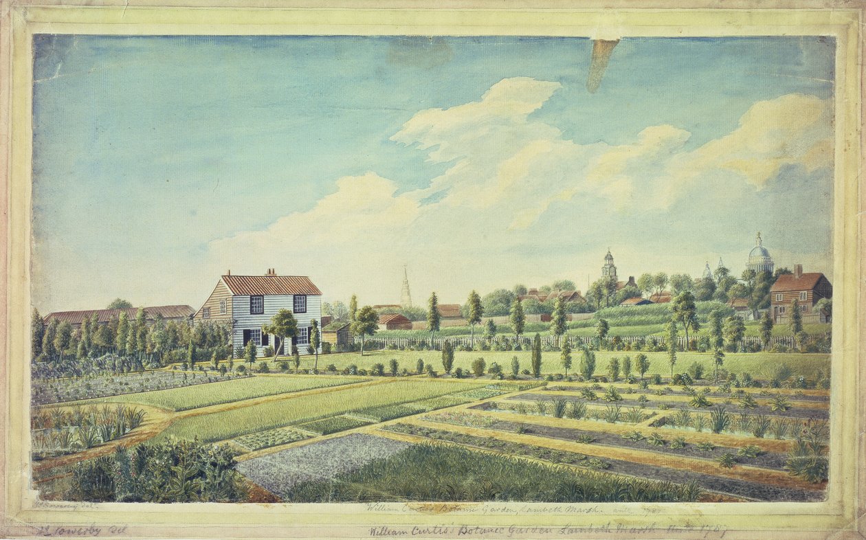 Botanické zahrady Williama Curtise, Lambeth Marsh, kolem roku 1787 (akvarel na papíře) od James Sowerby
