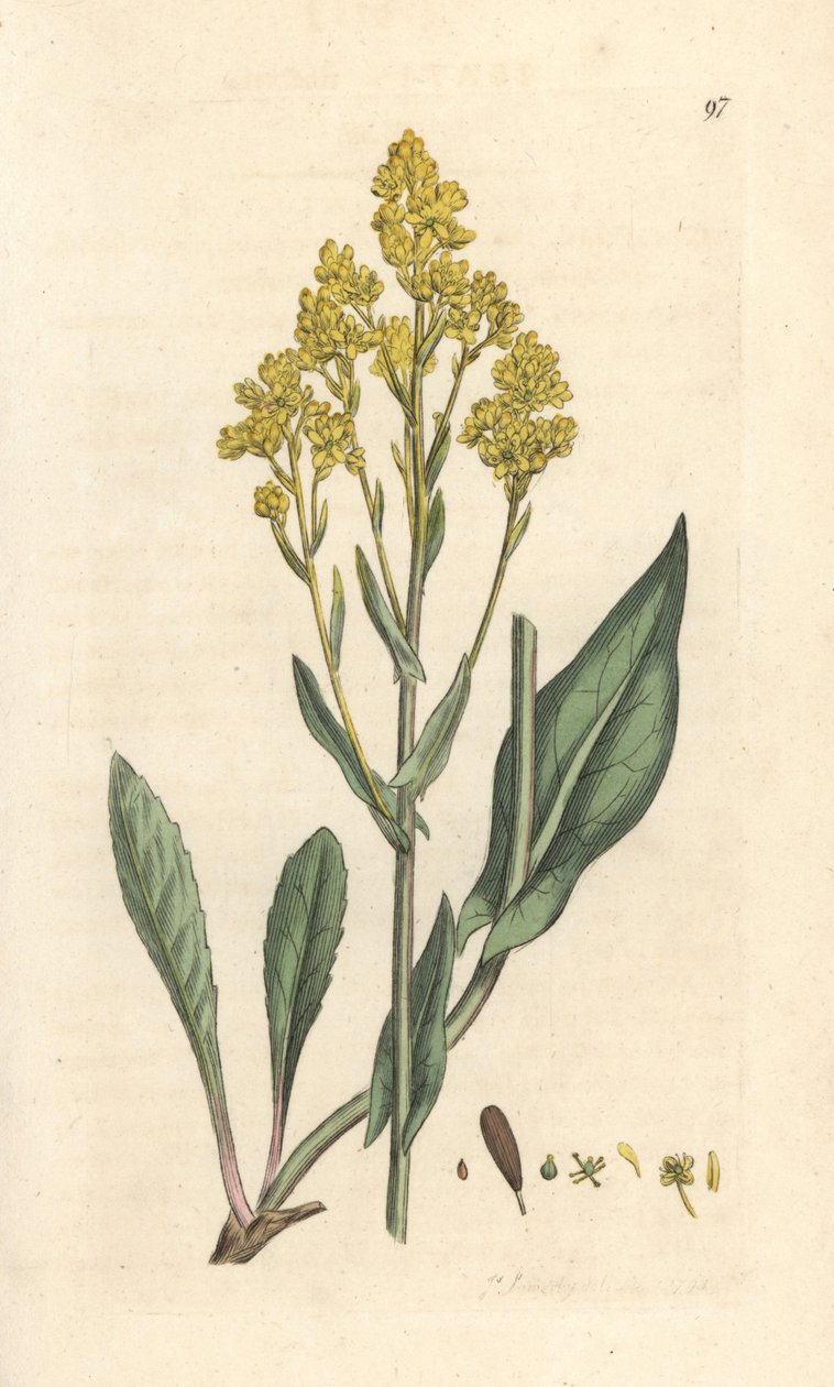 Woad, Isatis tinctoria (Pastel des dyers ou guede) Ručně kolorovaná mědirytina podle ilustrace Jamese Sowerbyho z anglické botaniky Jamese Smithe, Londýn od James Sowerby