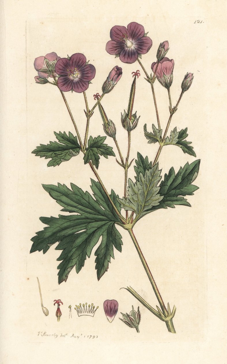 Jeřáb lesní nebo pelargónie lesní, Geranium sylvatium (pelargónie) Ručně kolorovaná mědirytina podle ilustrace Jamese Sowerbyho z James Smith