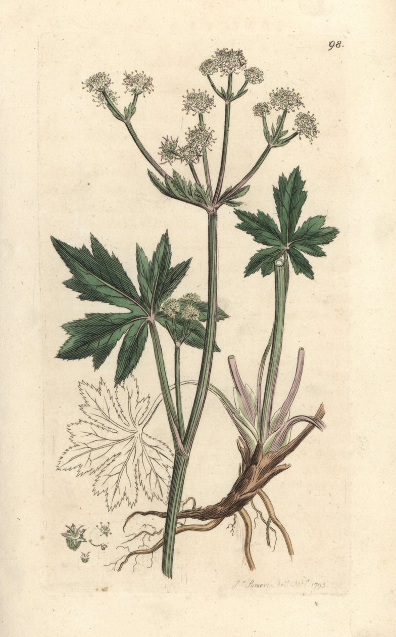 Sanicle dřeva, Sanicula europaea. Ručně kolorovaná mědirytina podle ilustrace Jamese Sowerbyho z James Smith