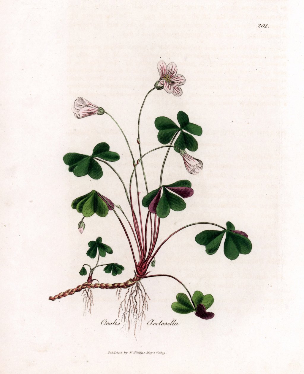 Šťovík nebo oxalid dřeva - Woodsorrel, Oxalis acetosella. Ručně kolorovaná mědirytina z botanické ilustrace Jamese Sowerbyho z Williama Woodvilla a Sira Williama Jacksona Hookera "" Medical Botany "," John Bohn, Londýn od James Sowerby