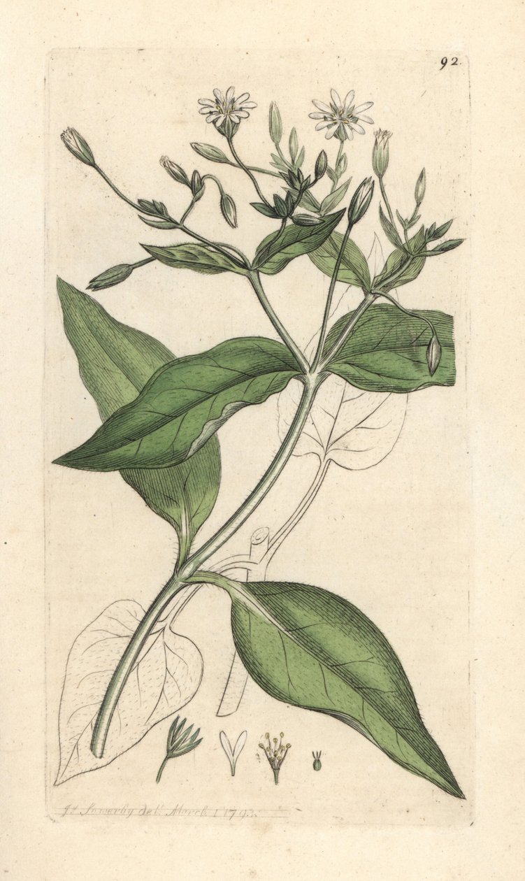 Stichwort dřevěný, Stellaria nemorum Ručně kolorovaná mědirytina podle ilustrace Jamese Sowerbyho z James Smith
