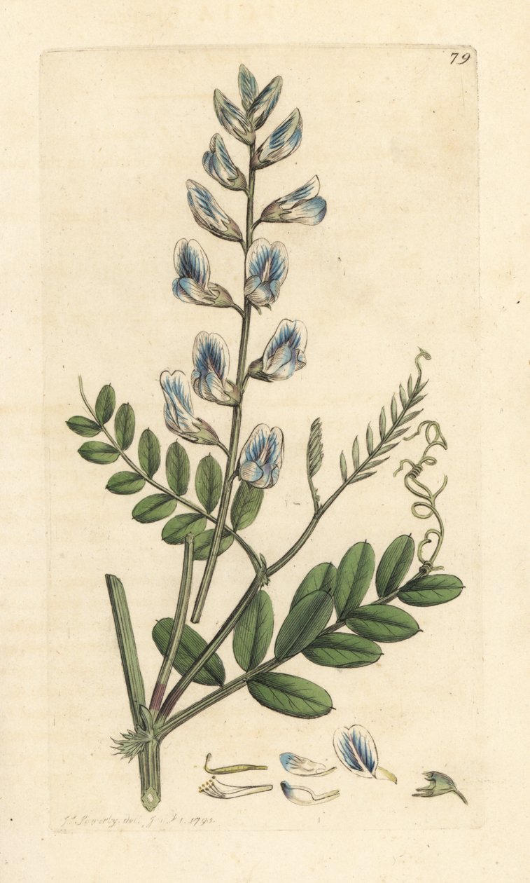 Wood Vitch, Vicia Sylvatica (Vesce des Bois), ruční gravírování měděné desky po ilustraci Jamese Sowerbyho z anglické botaniky Jamese Smitha, Londýn od James Sowerby