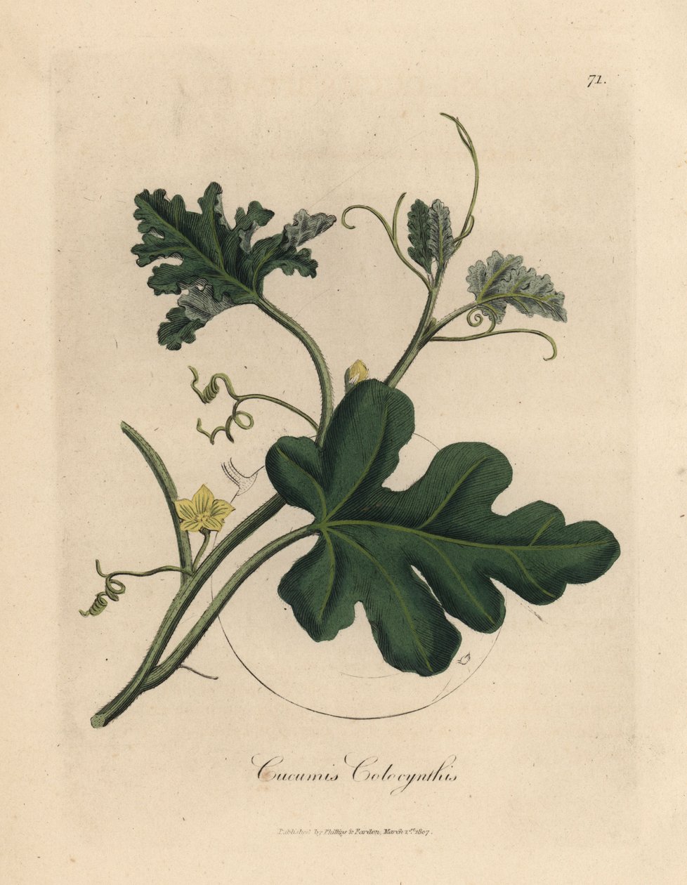 Žlutá květovaná hořká okurka, cucumis colocynthis od James Sowerby