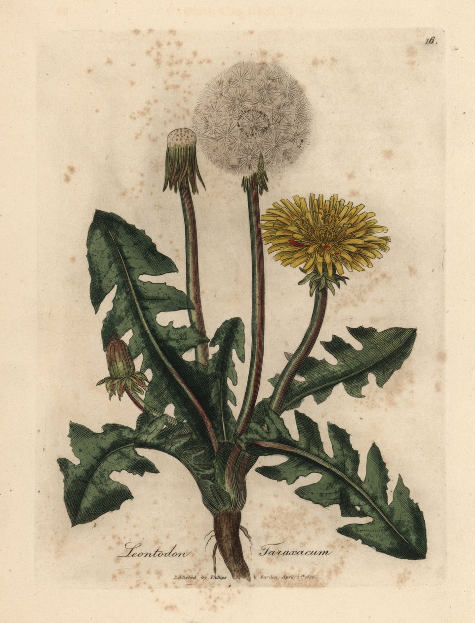 Žlutě kvetoucí pampeliška obecná, Leontodon taraxacum od James Sowerby