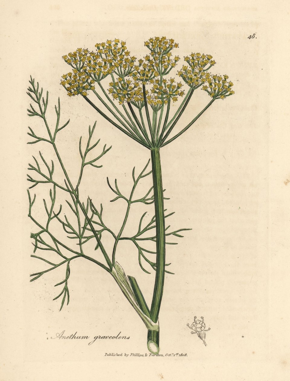 Žlutě květovaný kopr, Anethum graveolens od James Sowerby