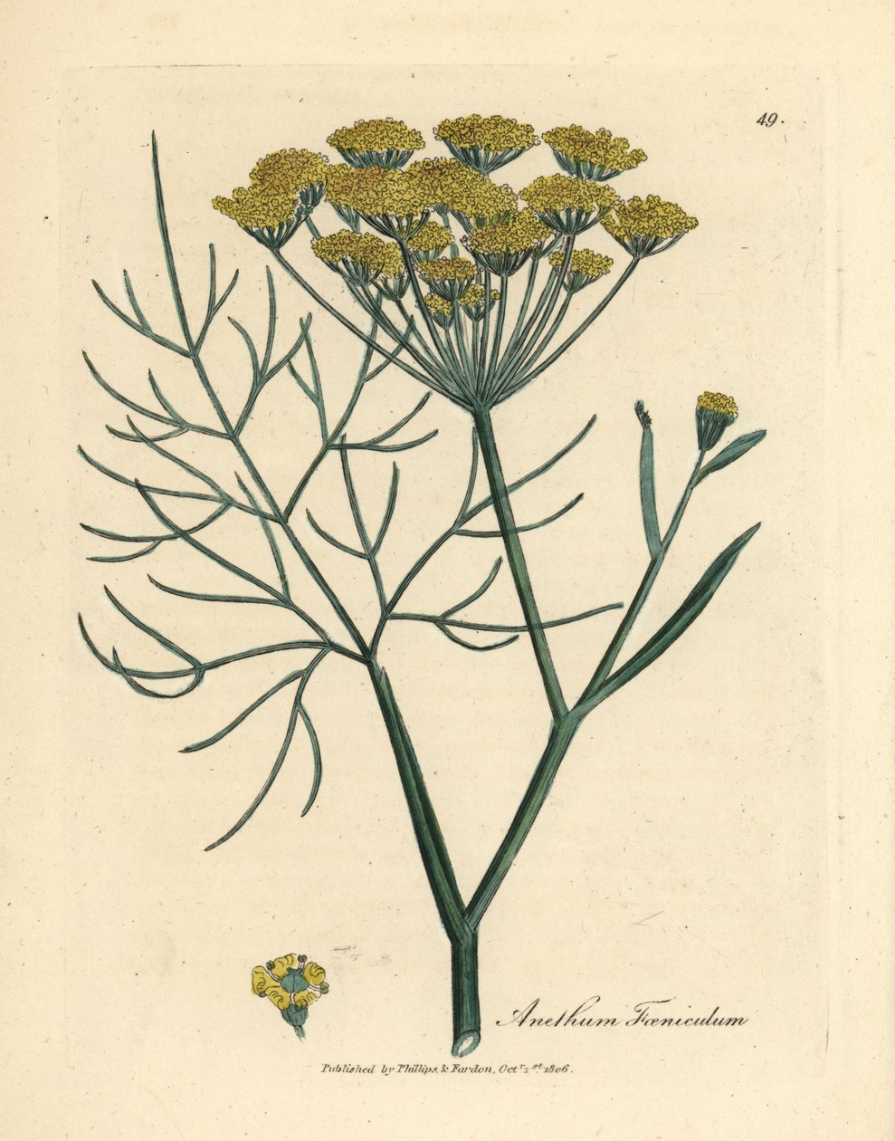 Žlutě květovaný fenykl, Anethum foeniculum od James Sowerby