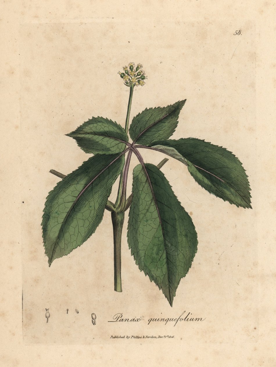 Žlutě kvetoucí rostlina ženšenu, Panax quinquefolium od James Sowerby