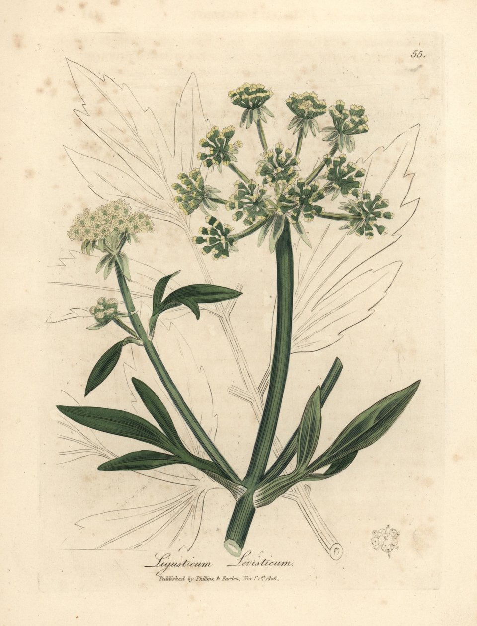 Žlutě květovaný libeček, Ligusticum levisticum od James Sowerby