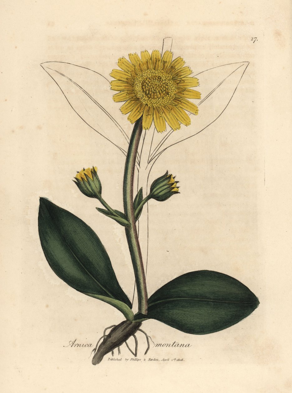Žlutě květovaná horská arnika, Arnica montana od James Sowerby