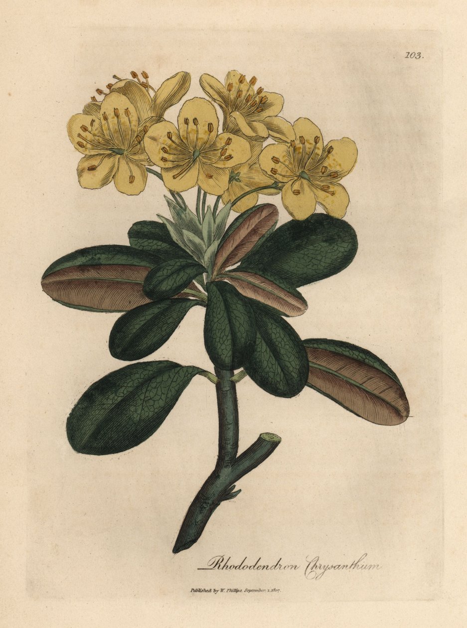 Žlutě květovaný rododendron, Rhododendron chryzantéma od James Sowerby