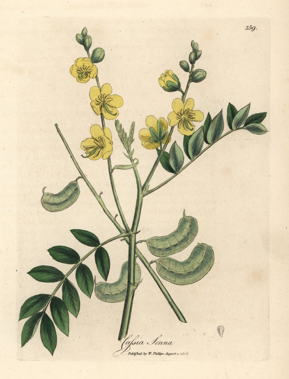 Žlutá kvetoucí Senna nebo egyptská Cassia se semenními lusky, Cassia Senna od James Sowerby