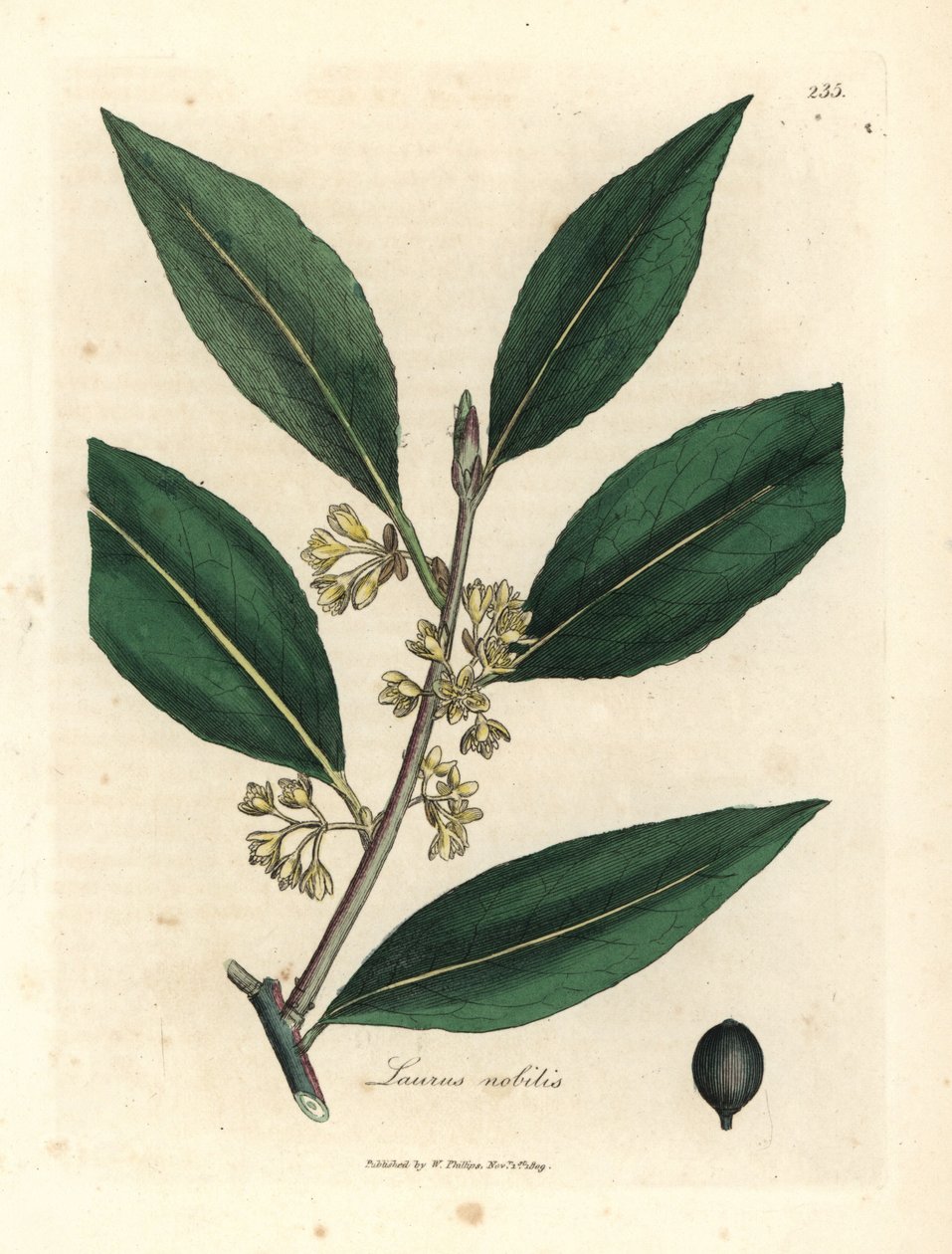 Žluté květované sladké bobky, Laurus nobilis od James Sowerby