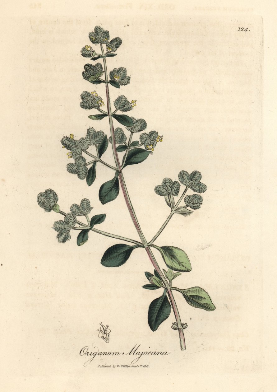 Žlutě květovaná sladká majoránka, Origanum majorana od James Sowerby