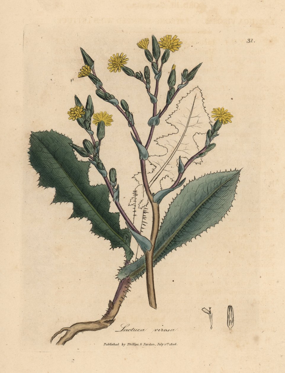Žlutě květovaný divoký salát, Lactuca virosa od James Sowerby