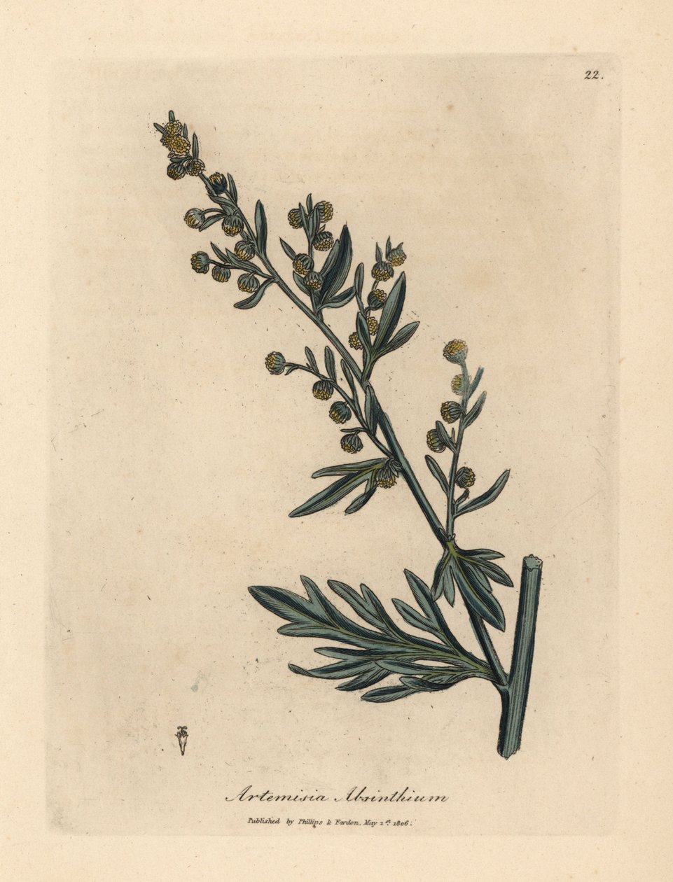 Žlutě květovaný pelyněk, Artemisia absinthium od James Sowerby