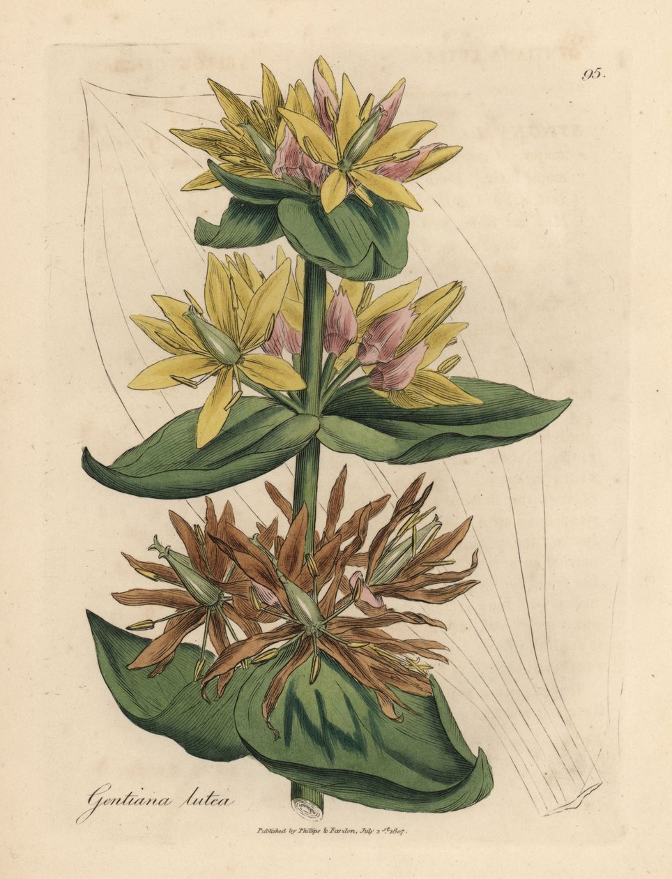 Hořec žlutý, Gentiana lutea od James Sowerby