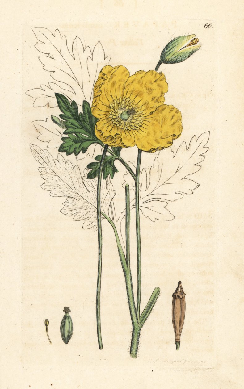 Žlutý nebo velšský mák, Papaver cambricum (žlutý mák). Ručně kolorovaná mědirytina podle ilustrace Jamese Sowerbyho z James Smith