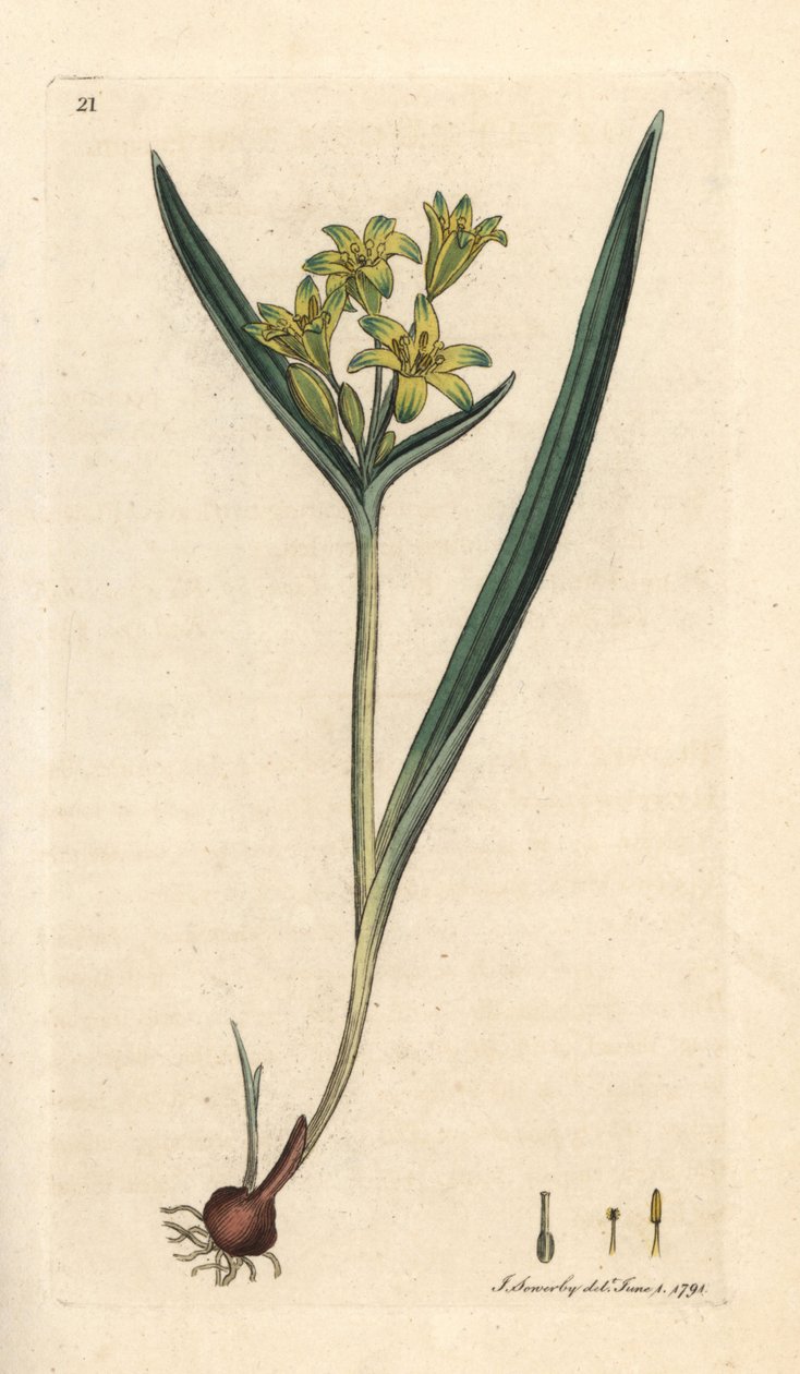 Žlutá betlémská hvězda, Gagea lutea (Ornithogalum luteum) (gagee jaune) Ručně kolorovaná mědirytina podle ilustrace Jamese Sowerbyho z anglické botaniky Jamese Smithe, Londýn od James Sowerby