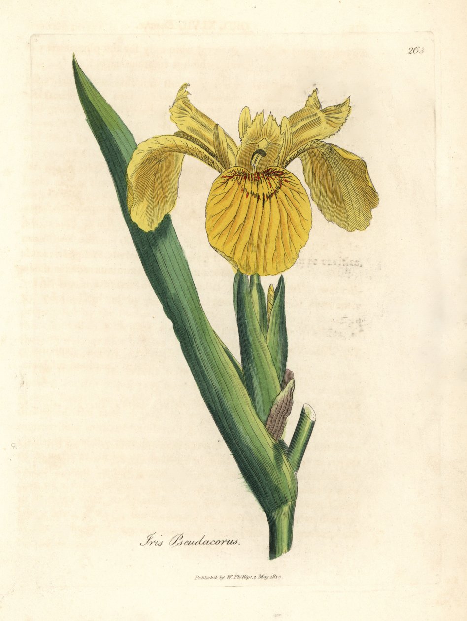 Žlutá vodní vlajka, Iris pseudacorus od James Sowerby