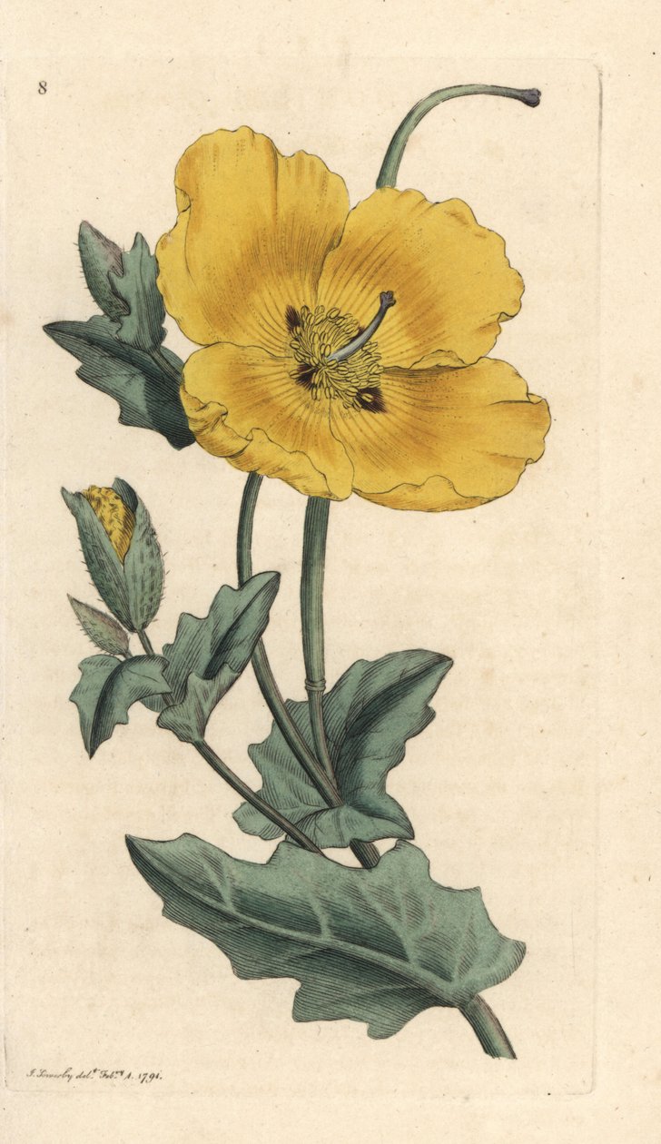 Vlčí mák, Glaucium flavum (Chelidonium glaucium) Ručně kolorovaná mědirytina podle ilustrace Jamese Sowerbyho z James Smith