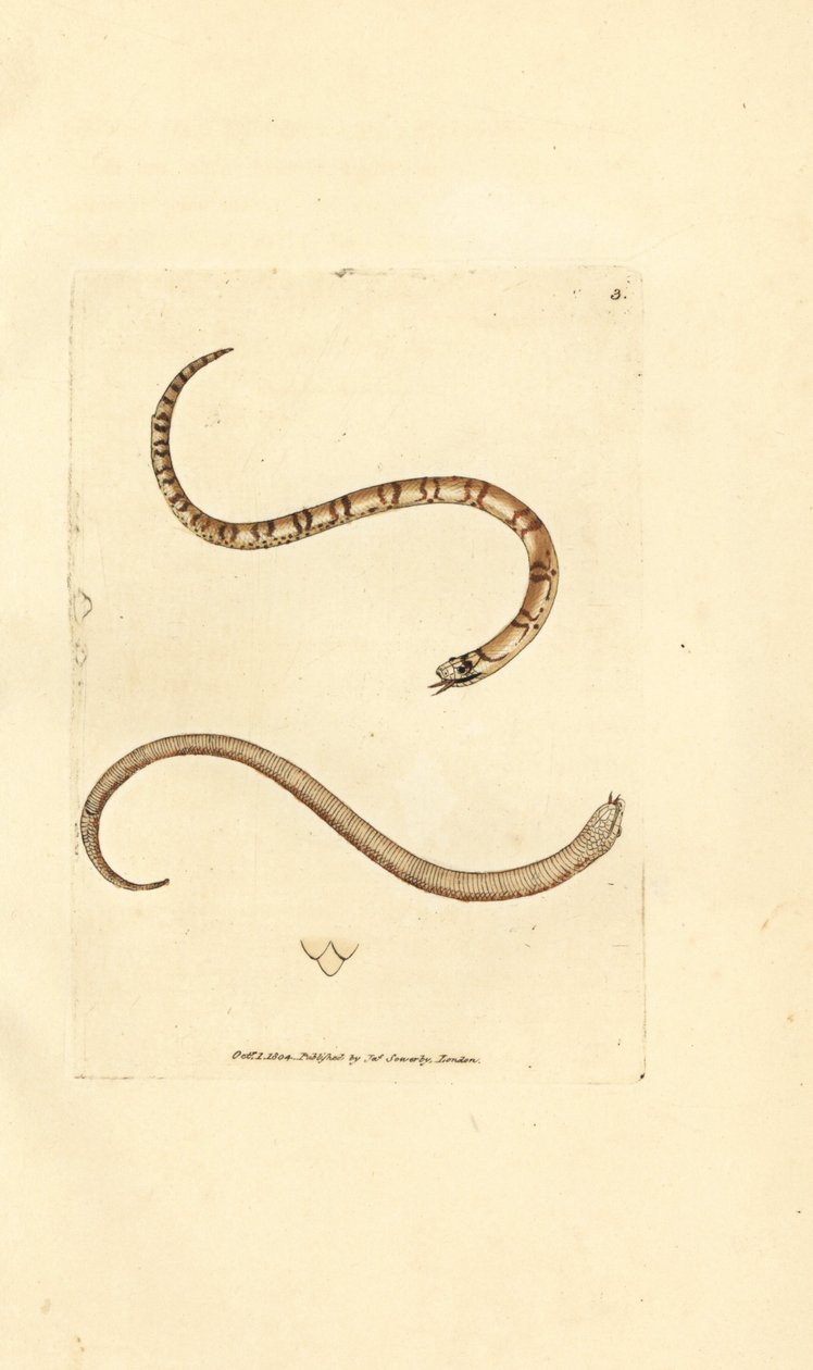 Mladý had hladký, Coronella austriaca (užovka dumfrieshirská, Coluber dumfrisiensis). Ručně kolorovaná mědirytina od Jamese Sowerbyho z The British Miscellany nebo Barevné figurky nových, vzácných nebo málo známých zvířecích předmětů. od James Sowerby