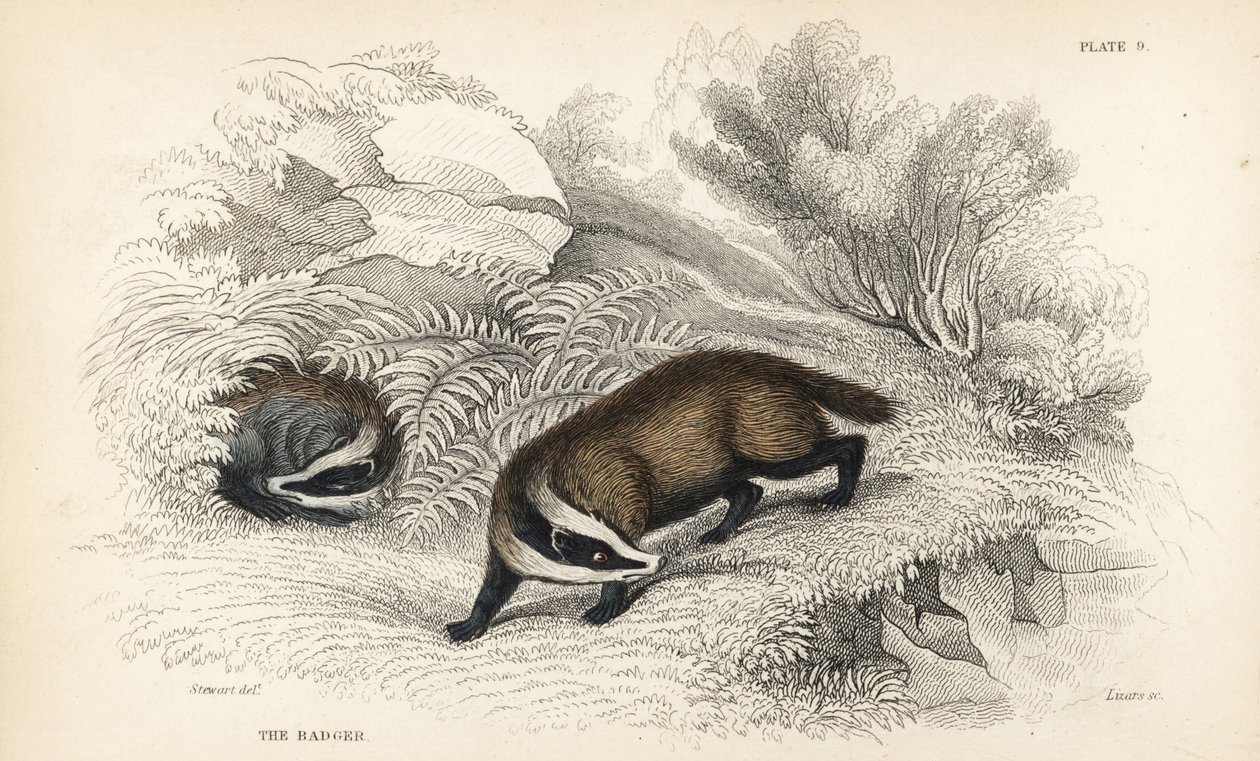 Jezevec evropský, Meles meles (Meles taxus). Ručně kolorovaná ocelorytina od Lizars podle ilustrace Jamese Stewarta z William Jardine