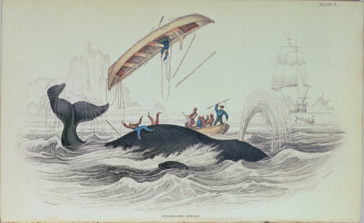 Grónská velryba, knižní ilustrace vyrytá Williamem Home Lizarsem (1788-1859) od James Stewart