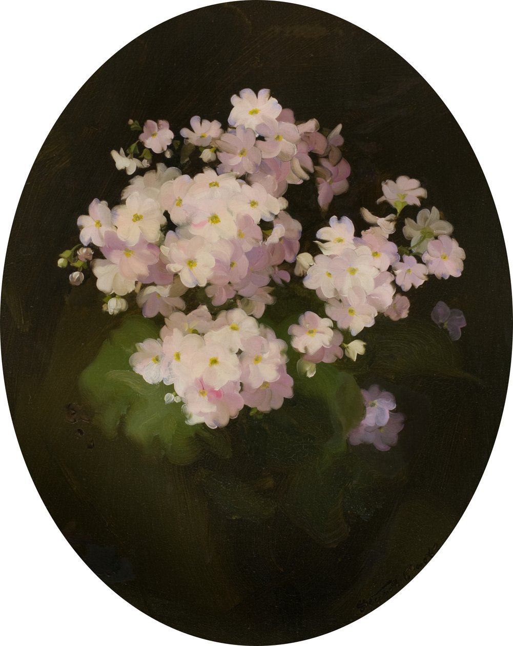Primulas, 20. století (olej na plátně) od James Stuart Park