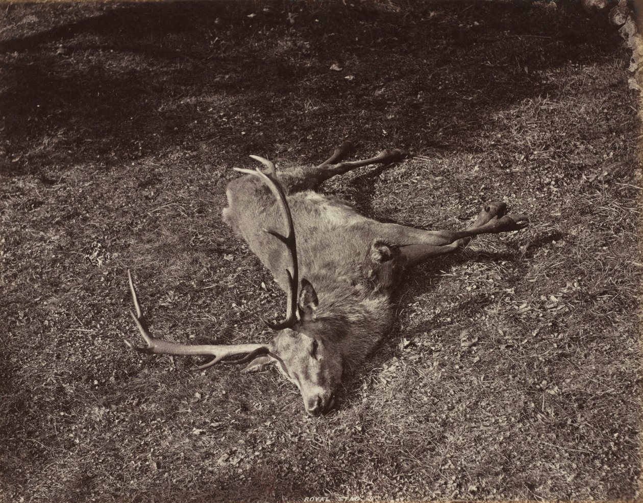 Královský jelen, c. 1870. od James Valentine