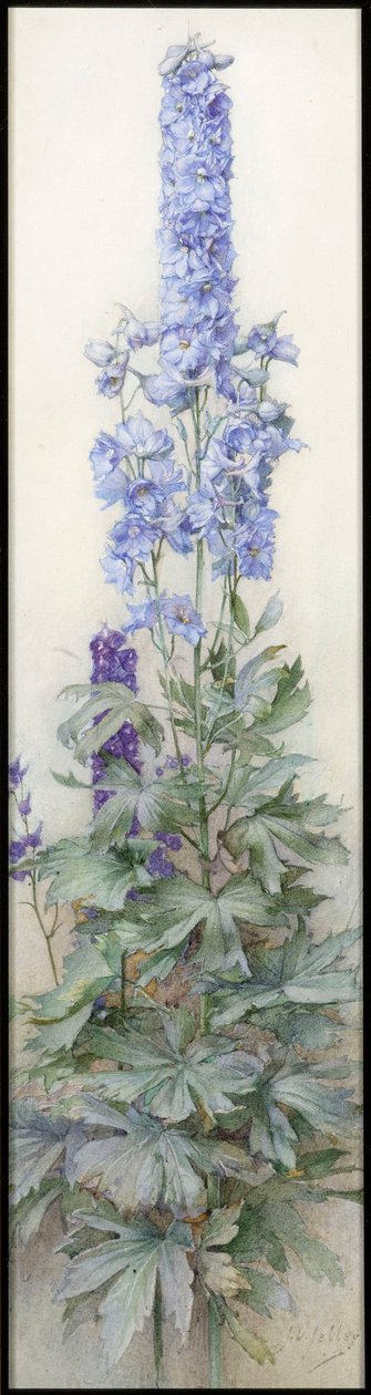 Delphiniums, cca 1920 od James Valentine Jelley