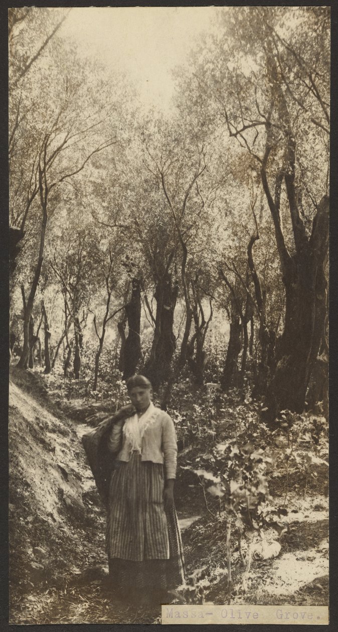 Mše svatá - Olive Grove od James W. Holcombe