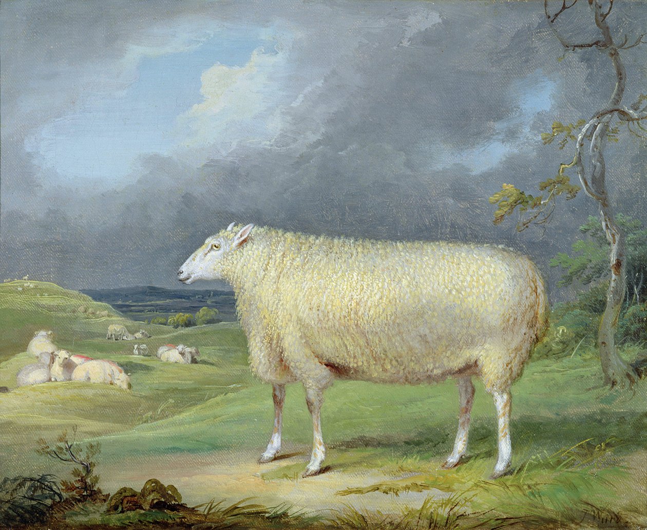 Border Leicester Ewe (olej na plátně) od James Ward