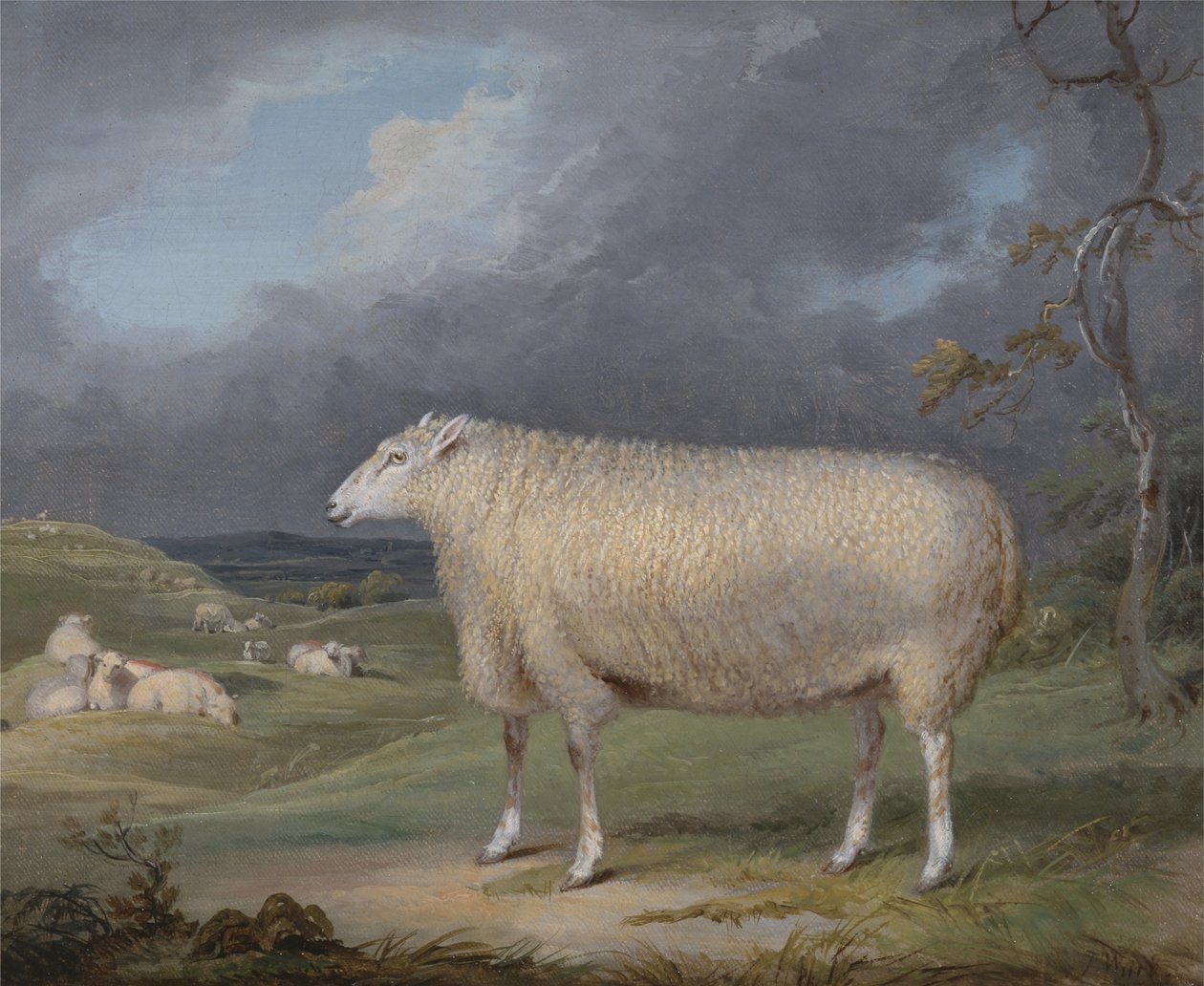 Ovce plemene Border Leicester od James Ward