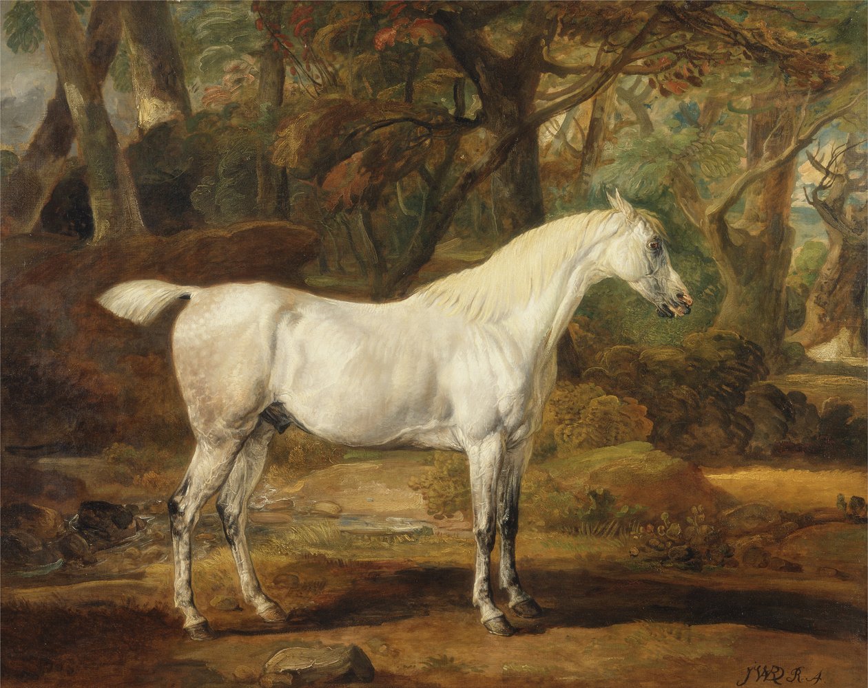 Šedý arabský hřebec, majetek sira Watkina Williamse-Wynna, kolem 1815-20 (olej na plátně) od James Ward