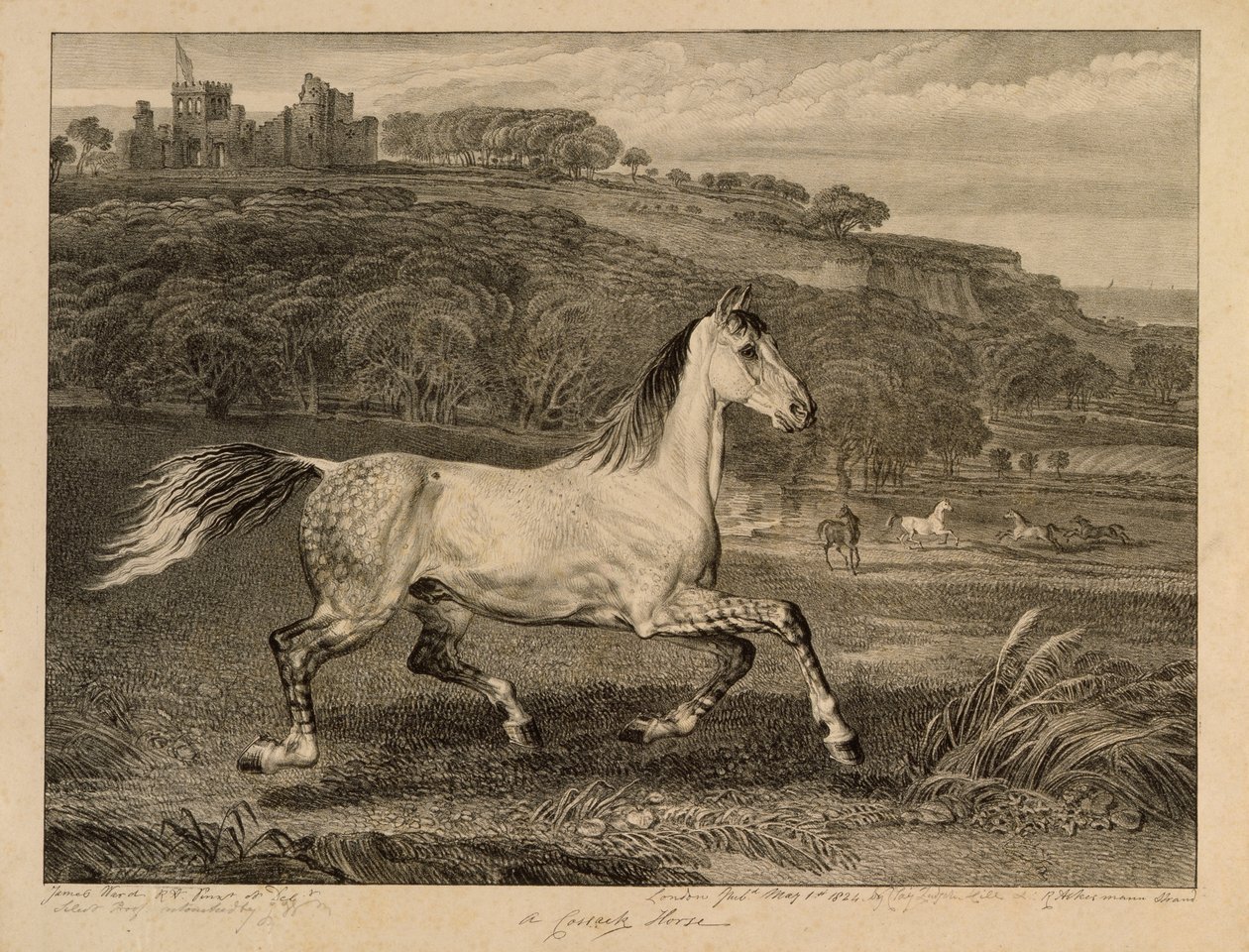Cossack Horse, z Celebated Horses, soubor čtrnácti závodních tisků vydaných umělcem, 1823-24 od James Ward