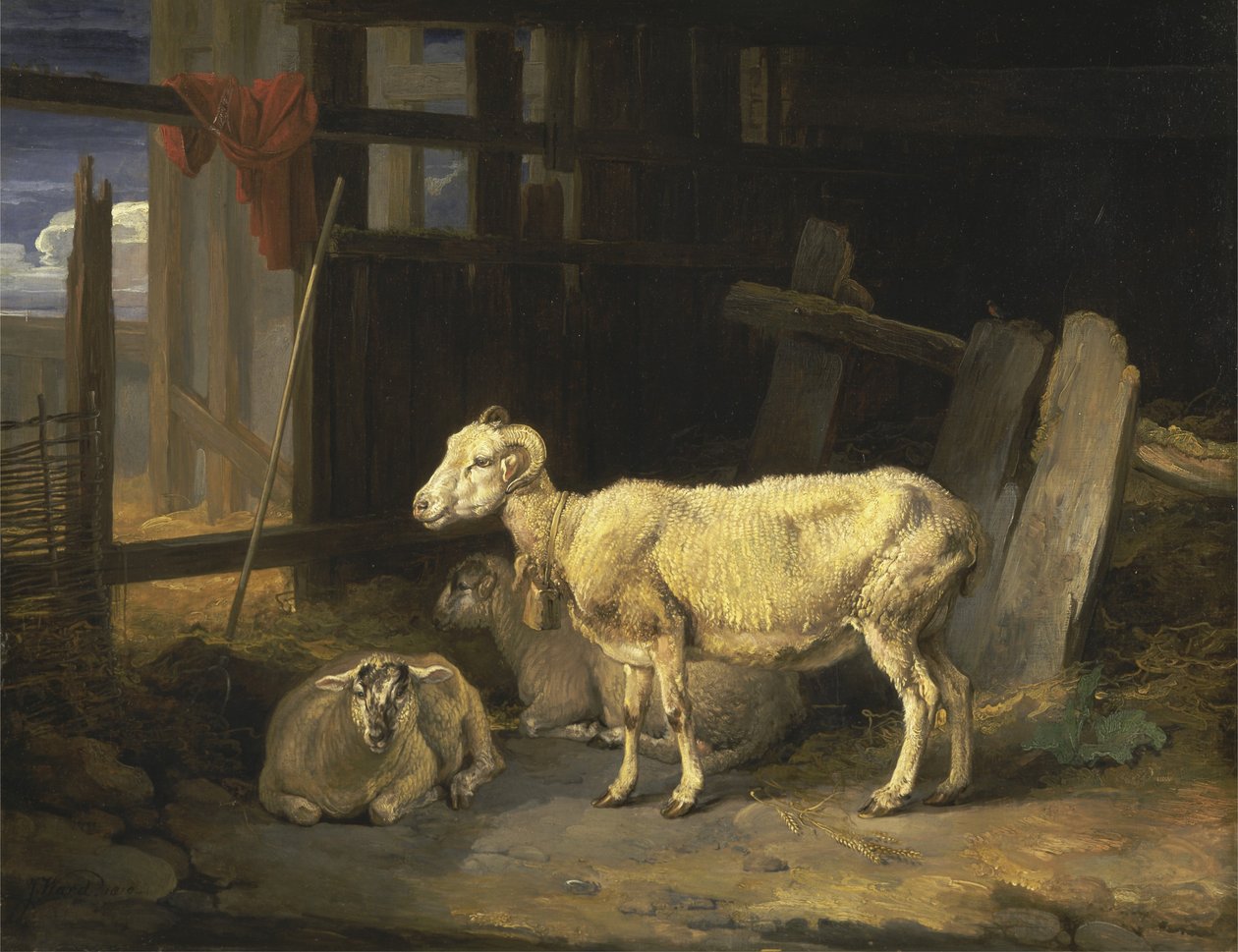 Heath Ewe a jehňata od James Ward