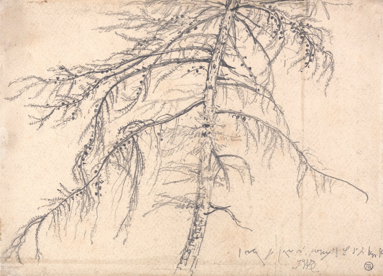 Modřín od James Ward