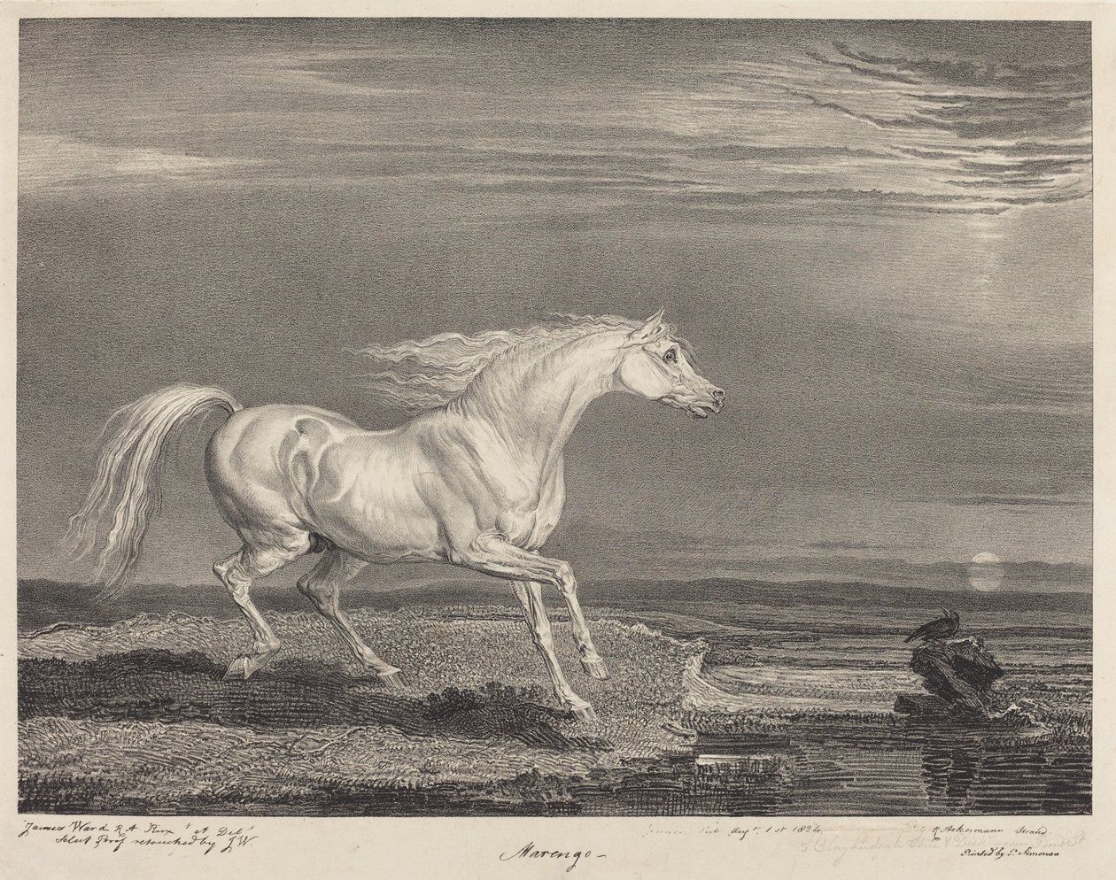 Marengo od James Ward