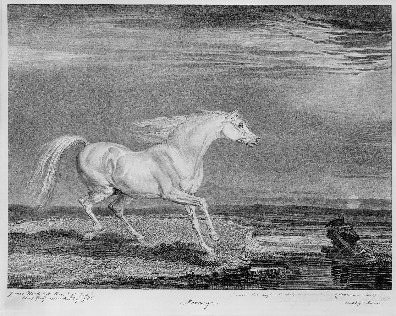 ‚Marengo‘, oblíbený nabíječ Napoleona I., kolem roku 1815 od James Ward