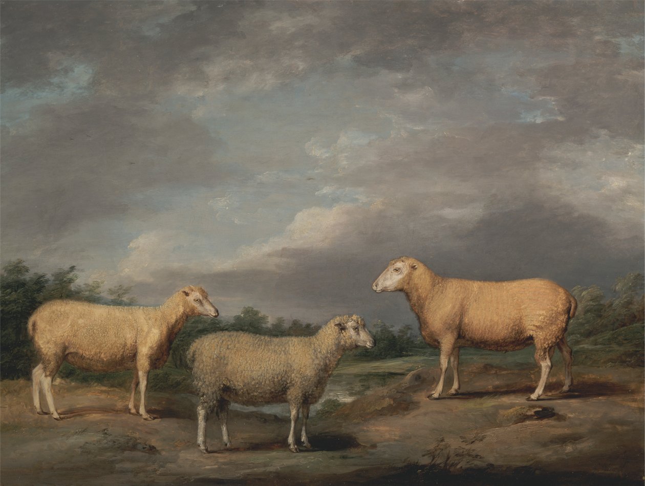 Ryelands Sheep, King