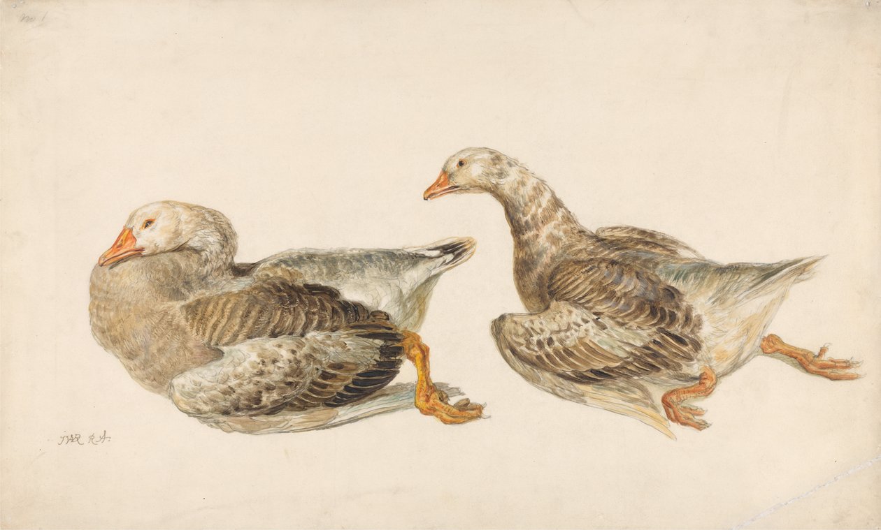 Studie husí od James Ward